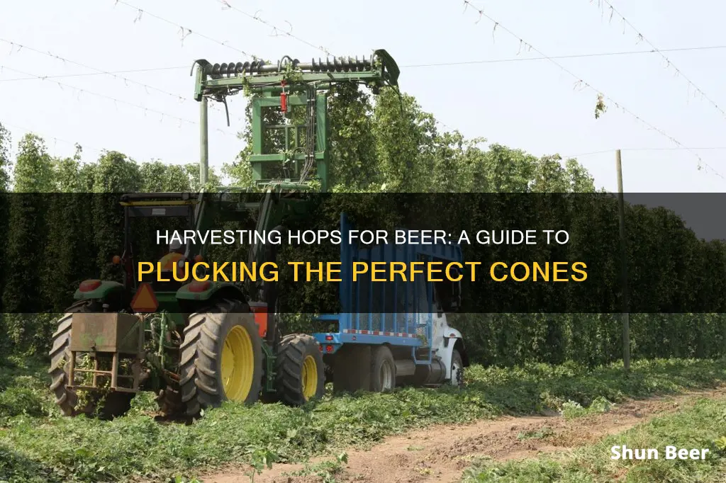 how do you harvest hops for beer