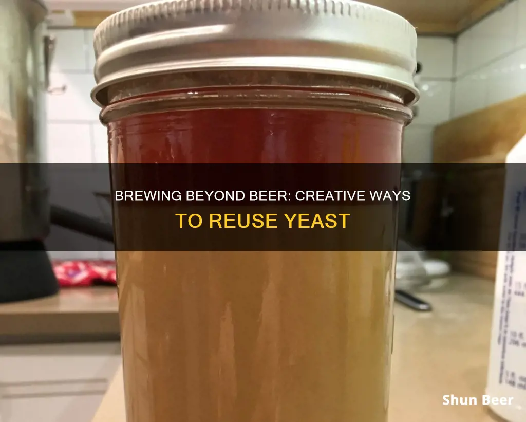 how do you reuse beer yeast