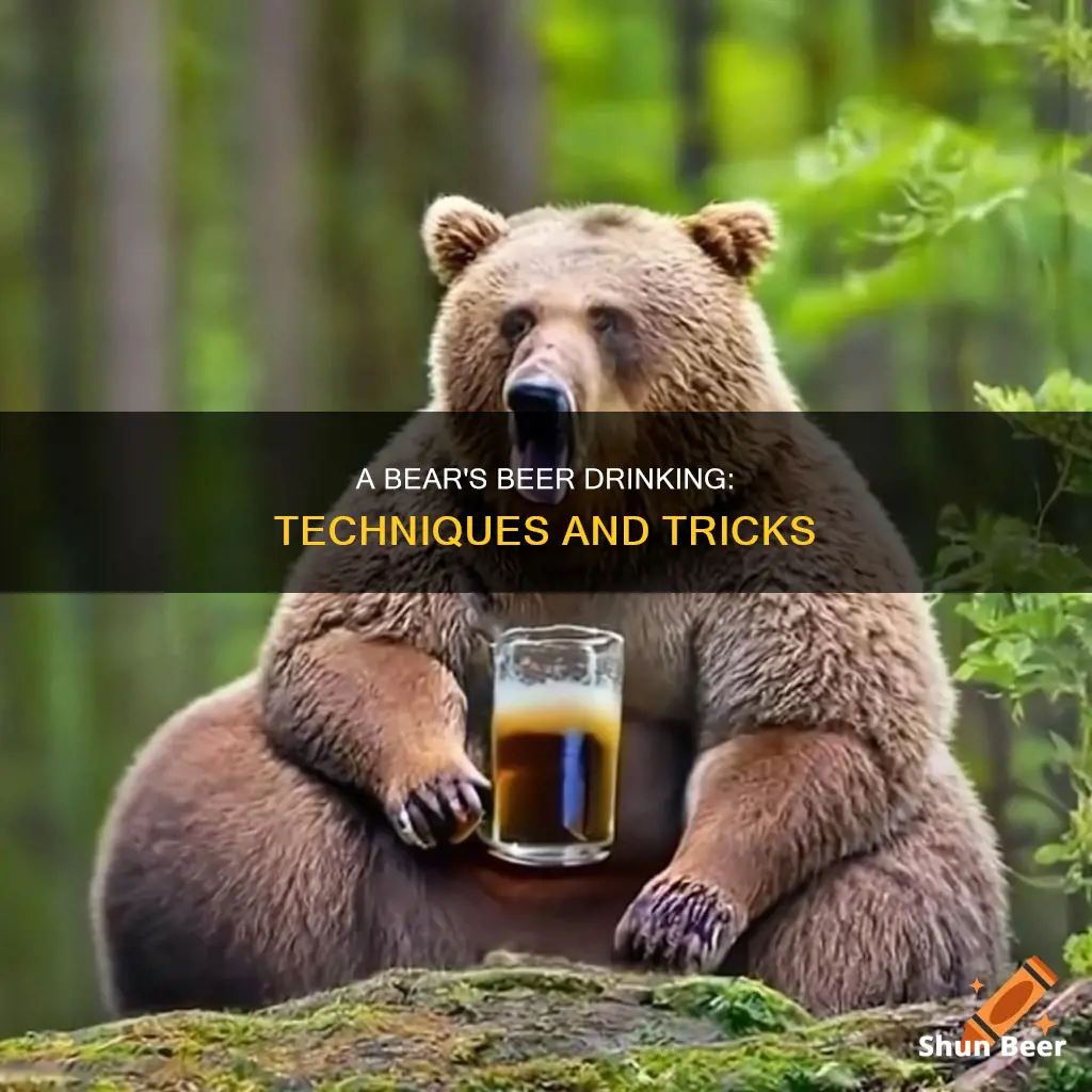 how does a bear drink beer