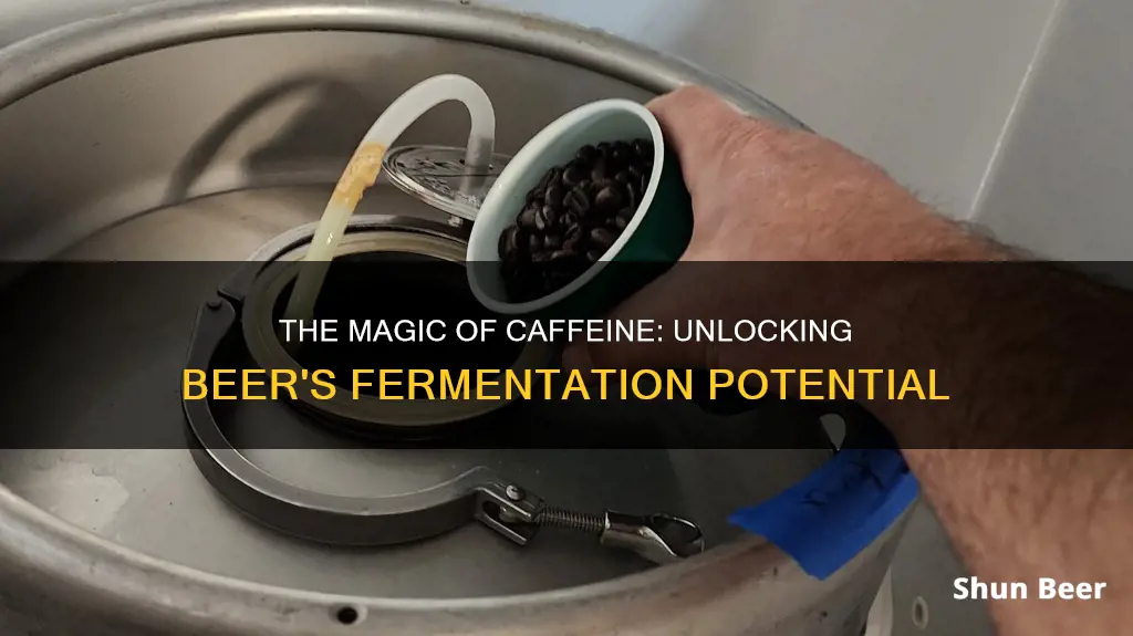 how does cafine effect beer fermentation