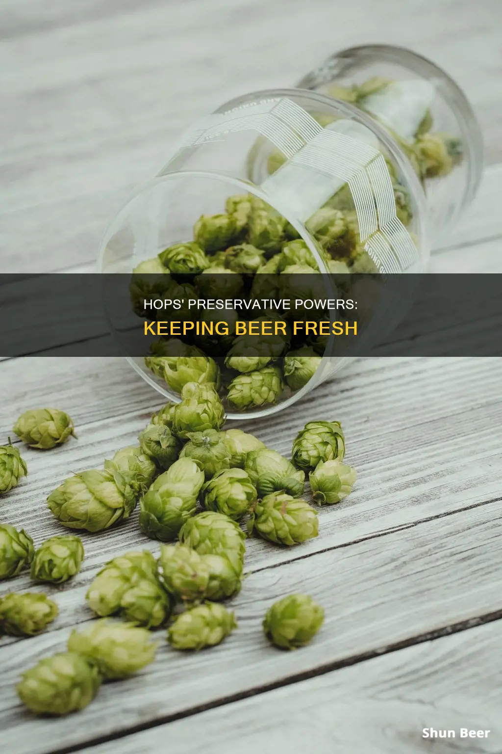 how does hops preserve beer