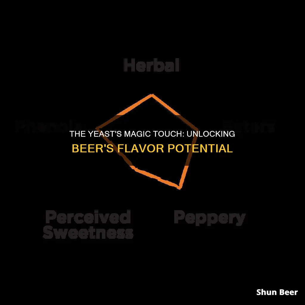 how does yeast affect beer flavor