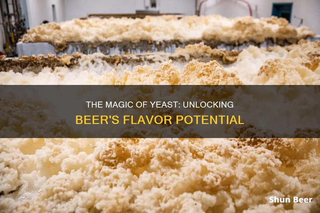 how does yeast effect beer