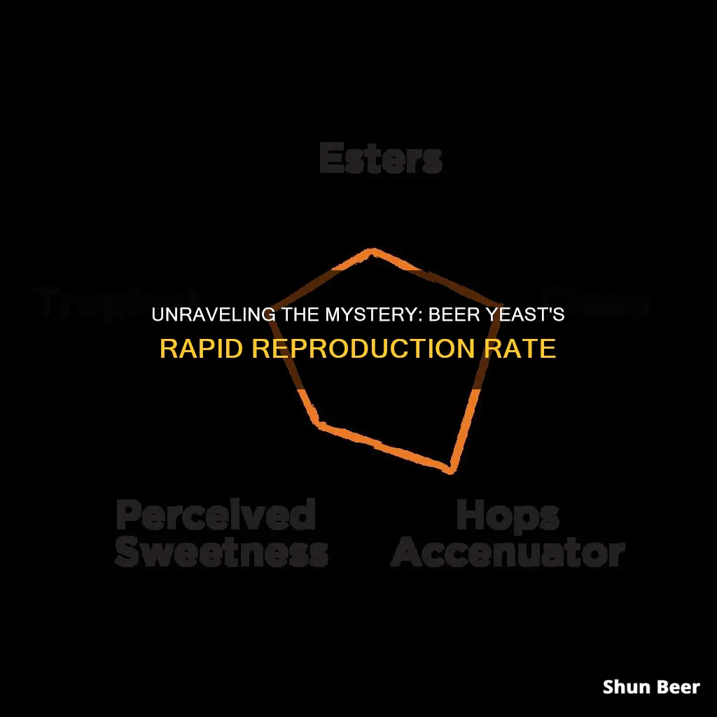 how fast does beer yeast multiply