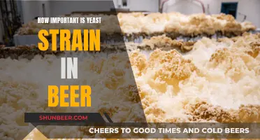 Unleashing Flavor: The Yeast Strain's Role in Beer's Magic