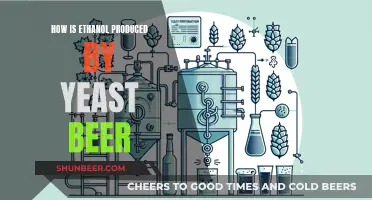 Ethanol Production: Yeast's Magical Transformation of Beer