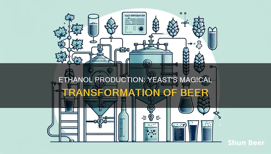 how is ethanol produced by yeast beer