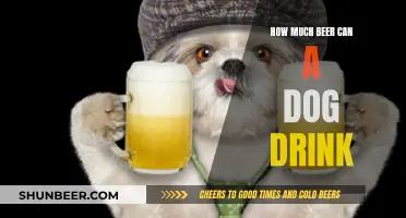 Can Dogs Drink Beer? Understanding Alcohol Consumption in Pets