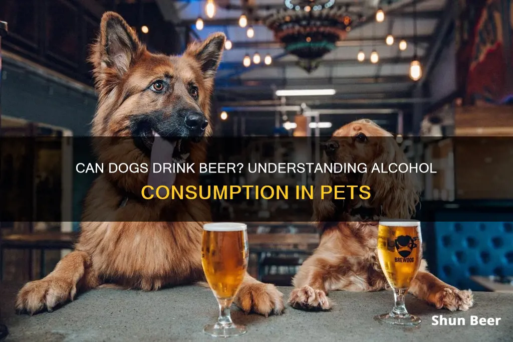 how much beer can a dog drink