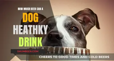 Can Dogs Drink Beer? Understanding Safe Consumption Limits