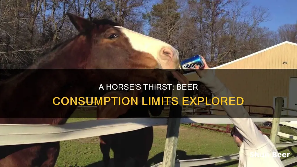 how much beer can a horse drink