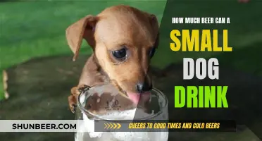 Small Dogs and Beer: How Much is Too Much?