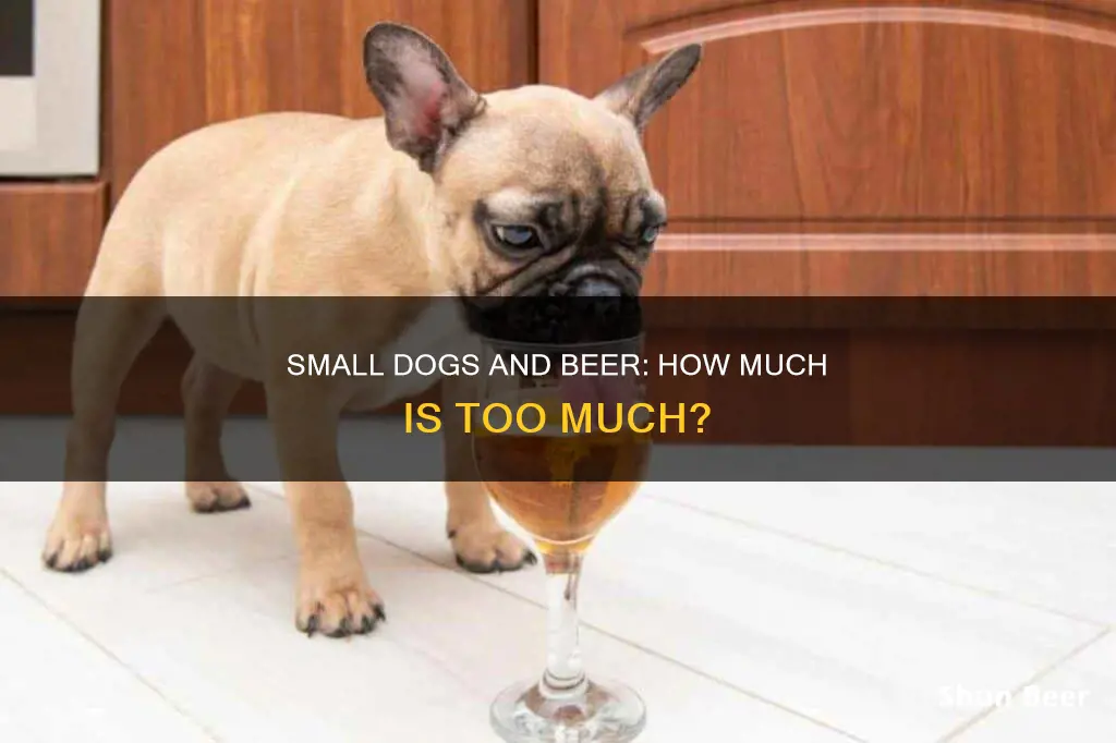 how much beer can a small dog drink