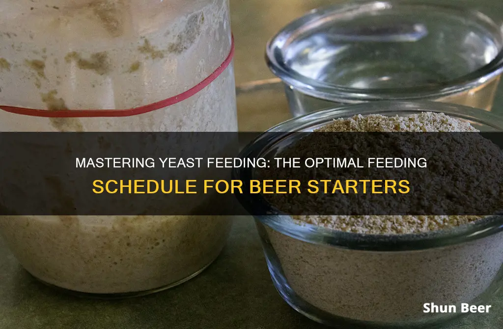 how often to feed yeast starter beer