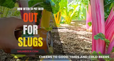 Beer Traps for Slugs: The Optimal Frequency