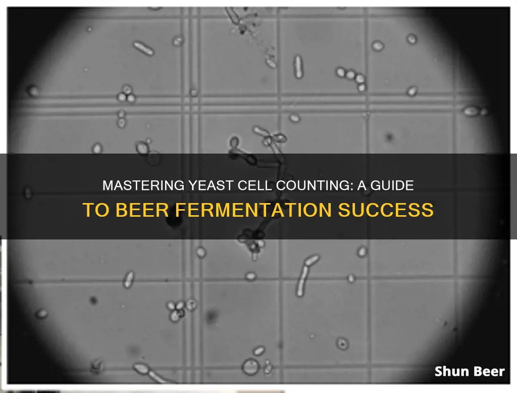 how to count yeast cells beer