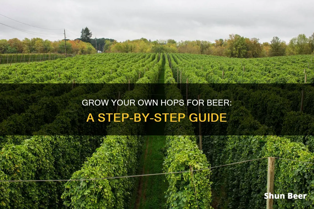 how to grow hops for beer