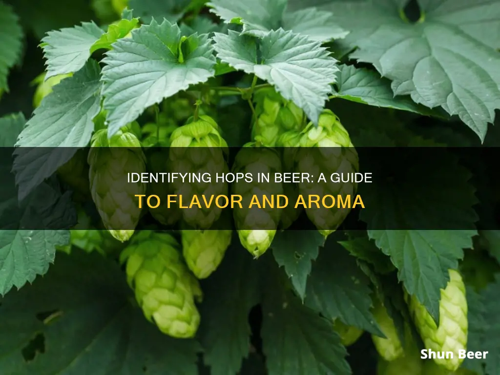 how to identify hops in beer