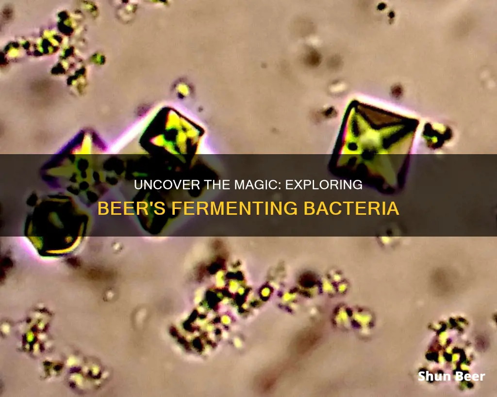 how to look at beer fermentation bacteria