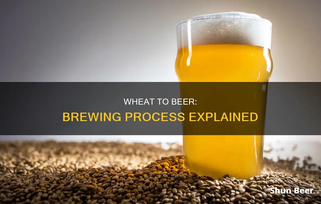 how to turn wheat into beer