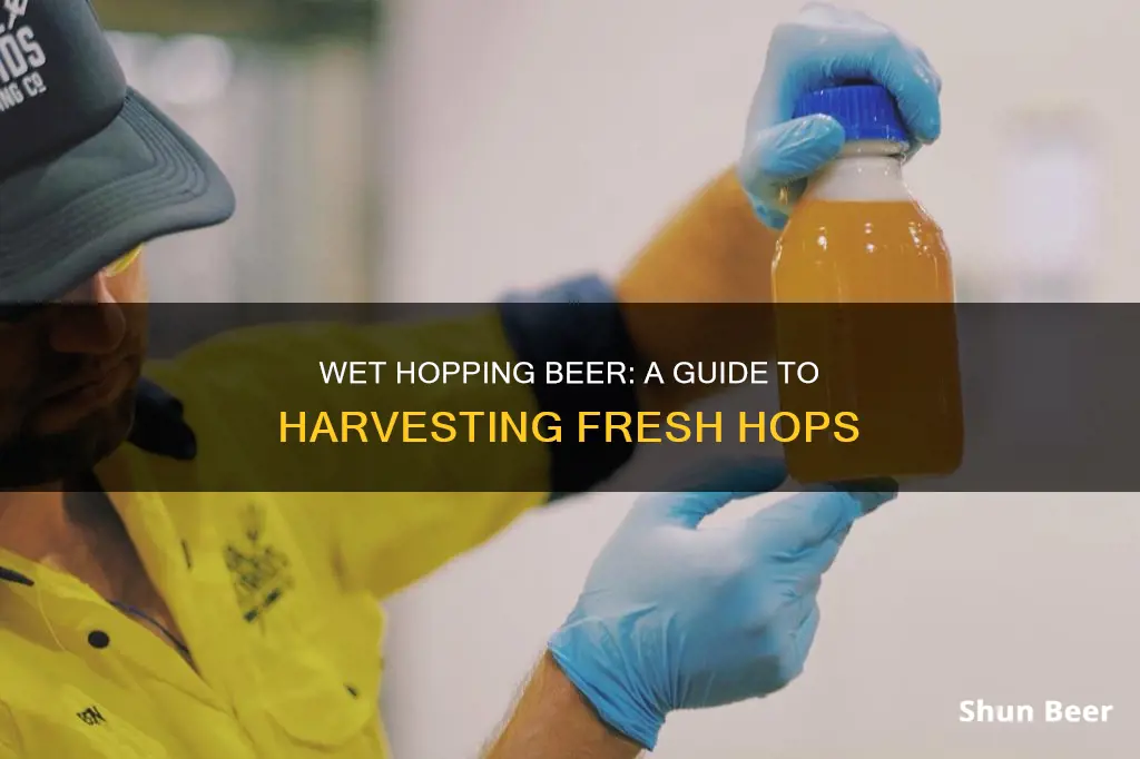 how to wet hop beer