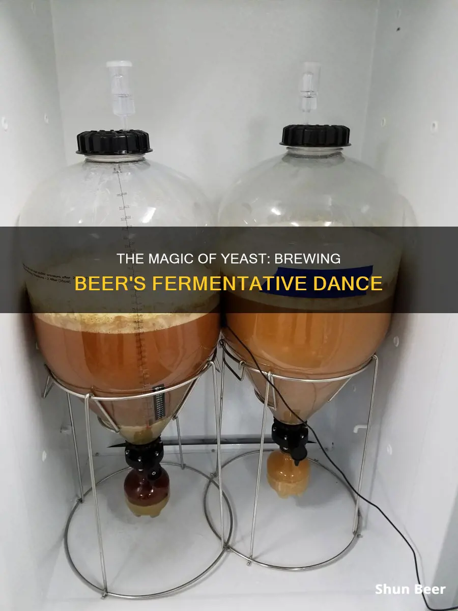 how yeast ferments beer