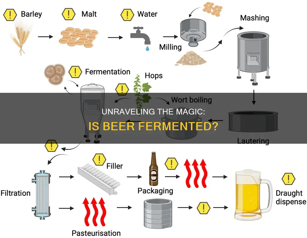 is beer a fermented beverage