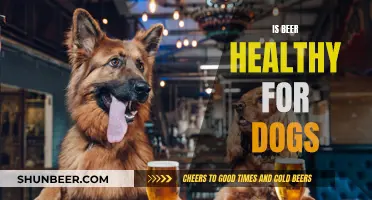 Beer for Dogs: Healthy or Harmful?