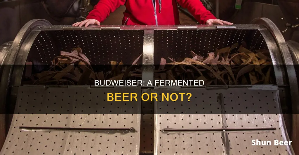 is budwiser beer beer fermented