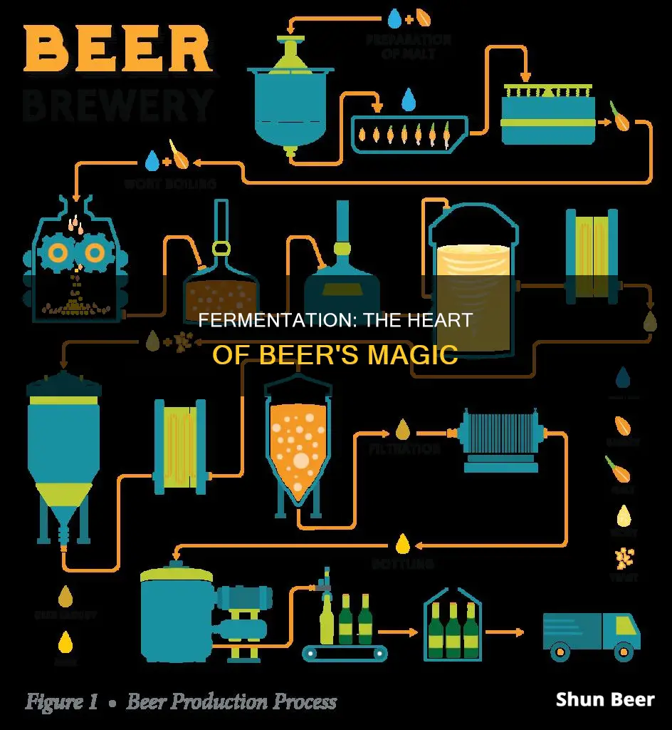 is fermentation the most important process in beer