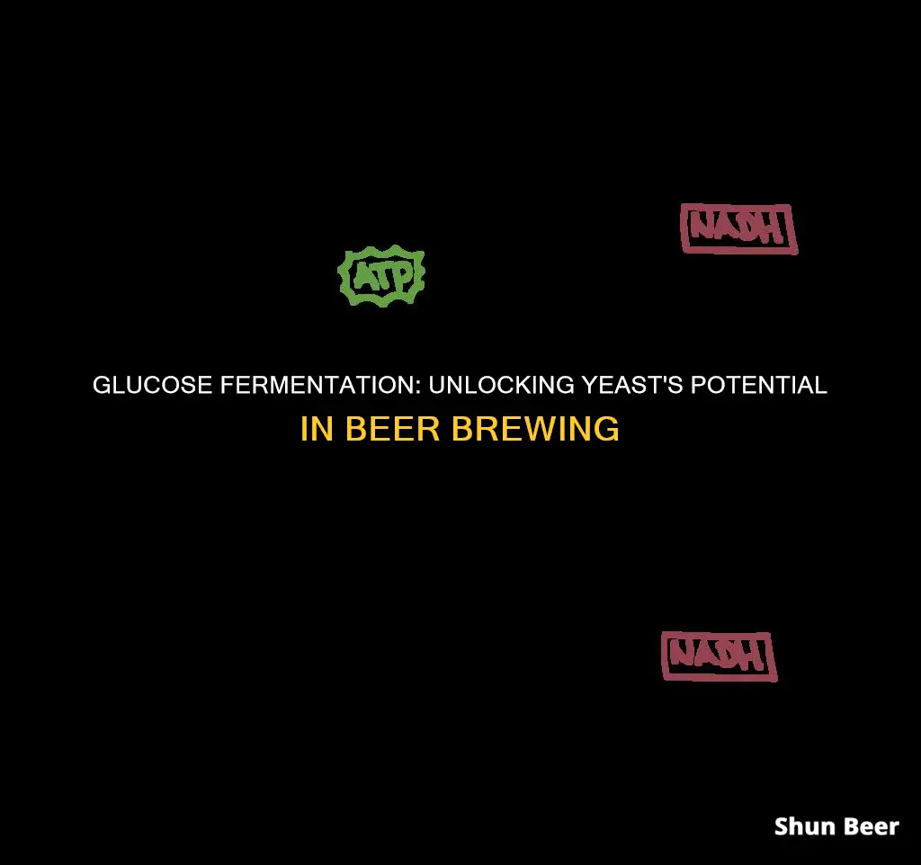 is glucose fermentable by beer yeast