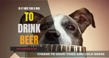 Is Beer Safe for Dogs to Drink?