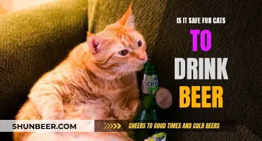 Cats and Beer: Is It Safe for Them to Indulge?