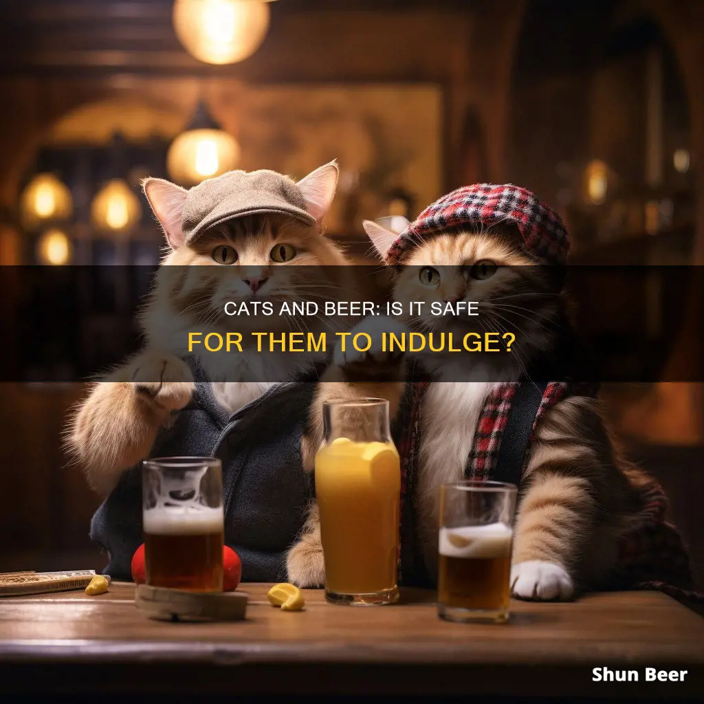 is it safe for cats to drink beer