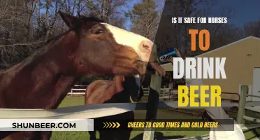 Horses and Beer: Is It Safe for Them to Drink?