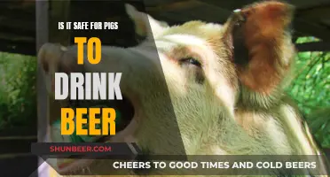 Pigs and Beer: A Safe Combo?