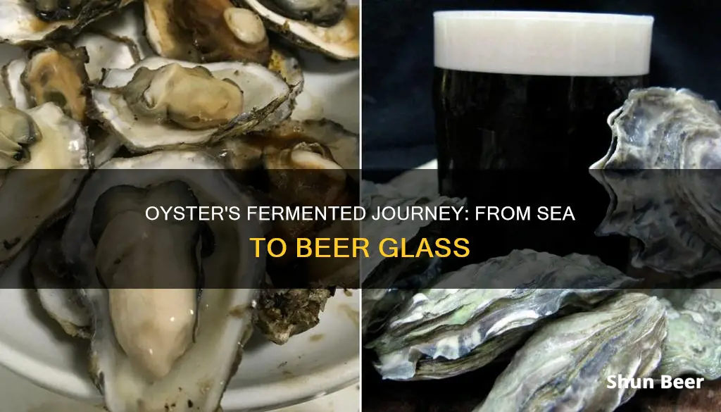 is oyster fermented out if beer