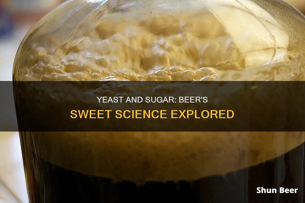 is sugar added into beer after yeast has died