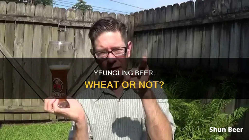 is yeungling a wheat beer