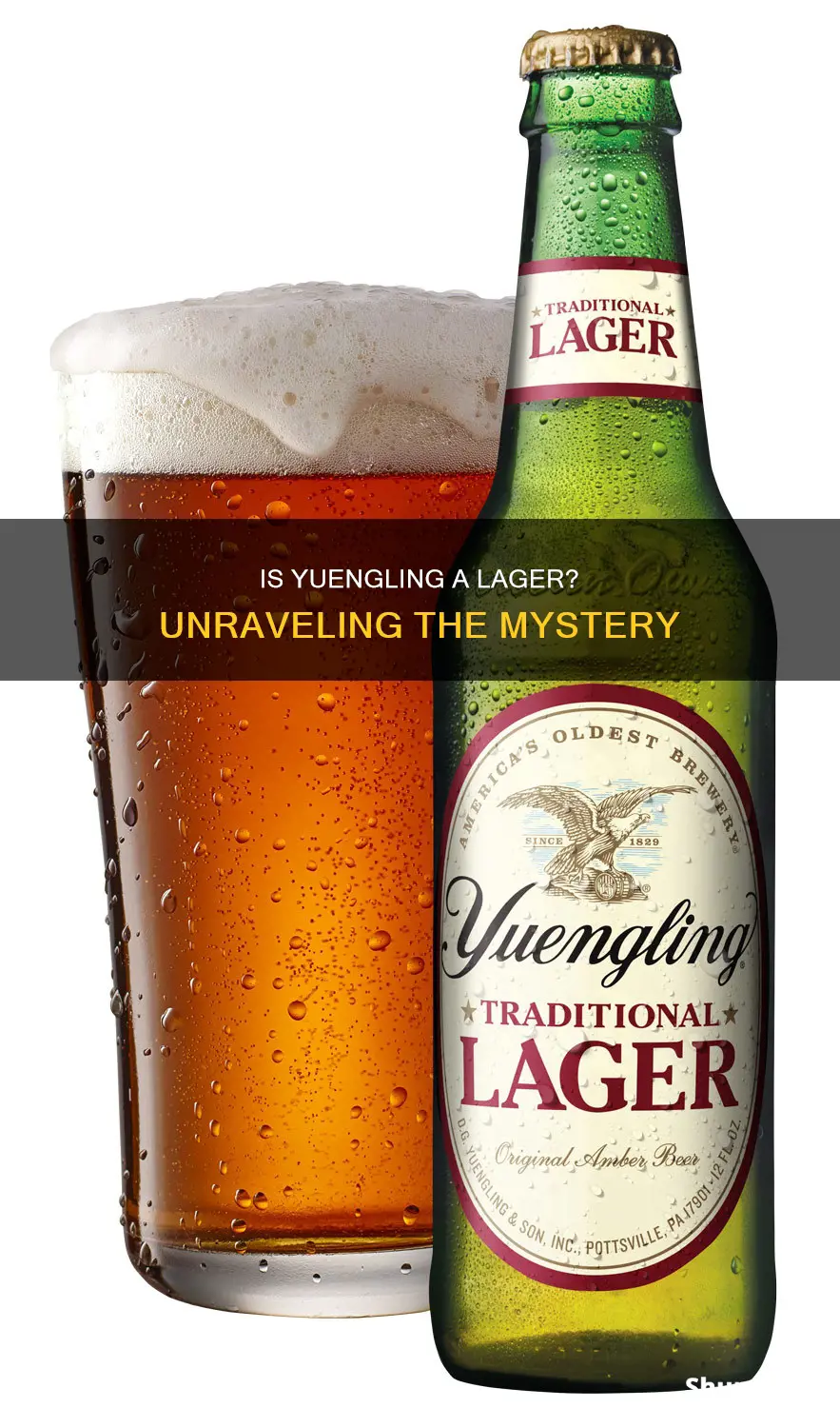 is yuengling a lager