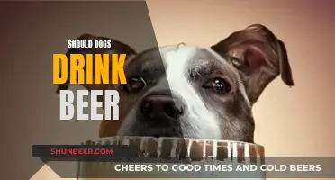 Dogs and Beer: Should Our Pets Indulge?