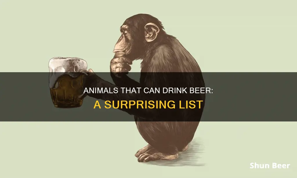 what animals can drink beer