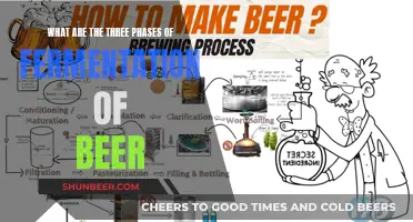 Unraveling Beer's Magic: The Three Fermentation Phases Explained