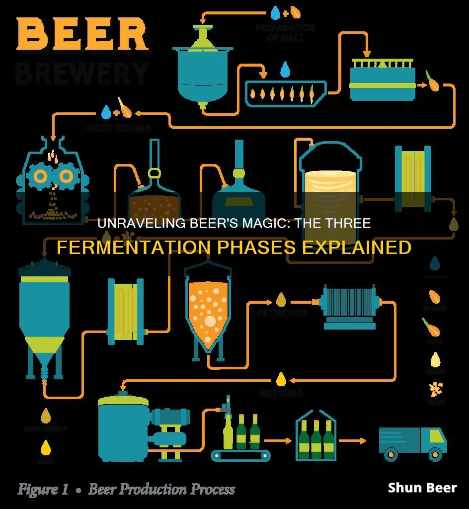 what are the three phases of fermentation of beer