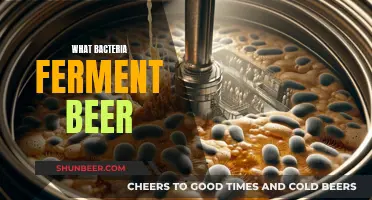 Unraveling the Bacteria Behind Beer's Fermentation Magic