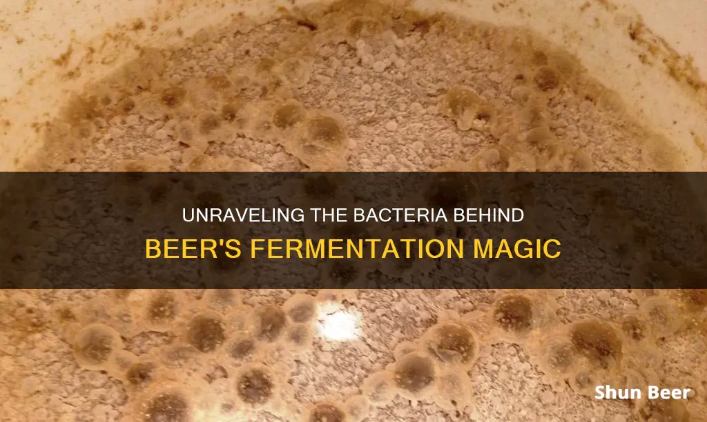 what bacteria ferment beer