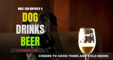 Beer and Dogs: A Dangerous Mix