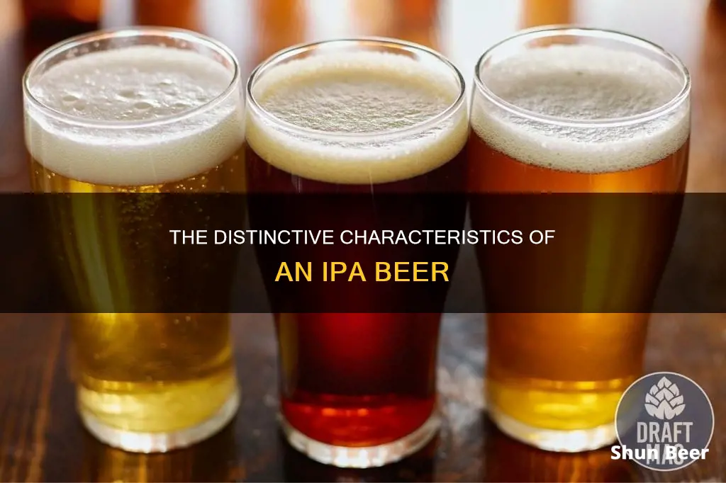 what classifies a beer as an ipa