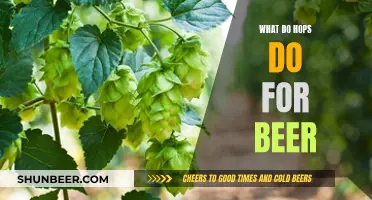 Hops' Role in Brewing: Aromatic and Bitter Beer Balancing