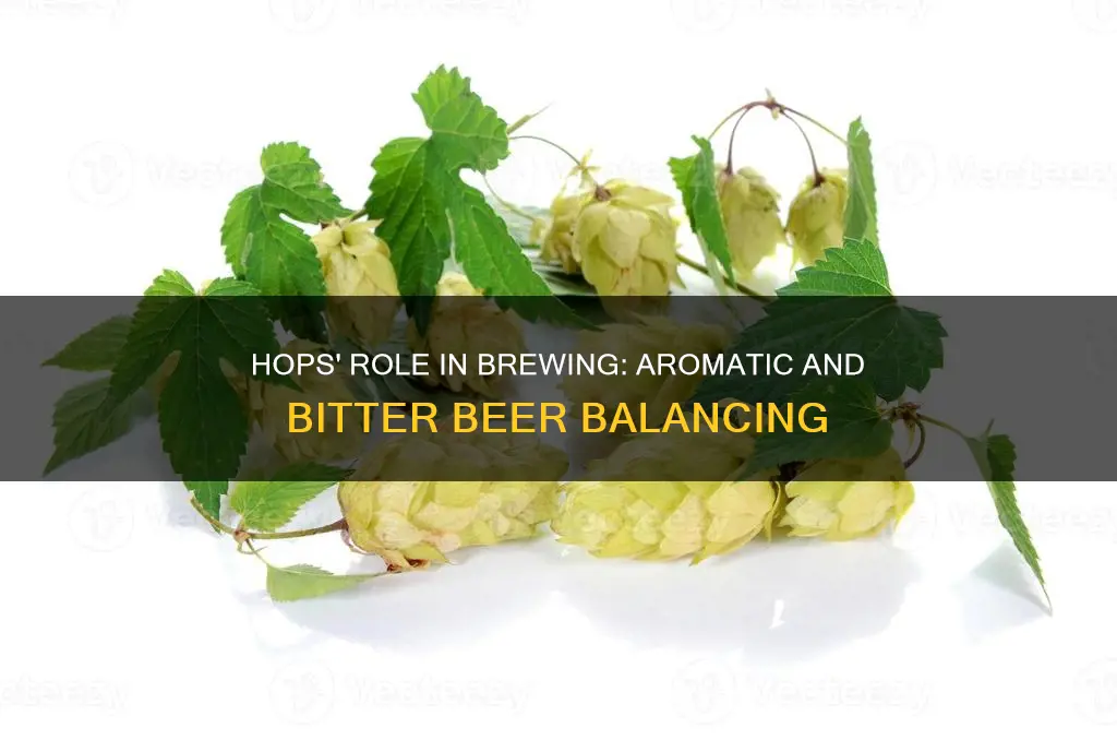 what do hops do for beer